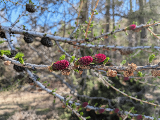 À la découverte du Mélèze et de ses bourgeons
