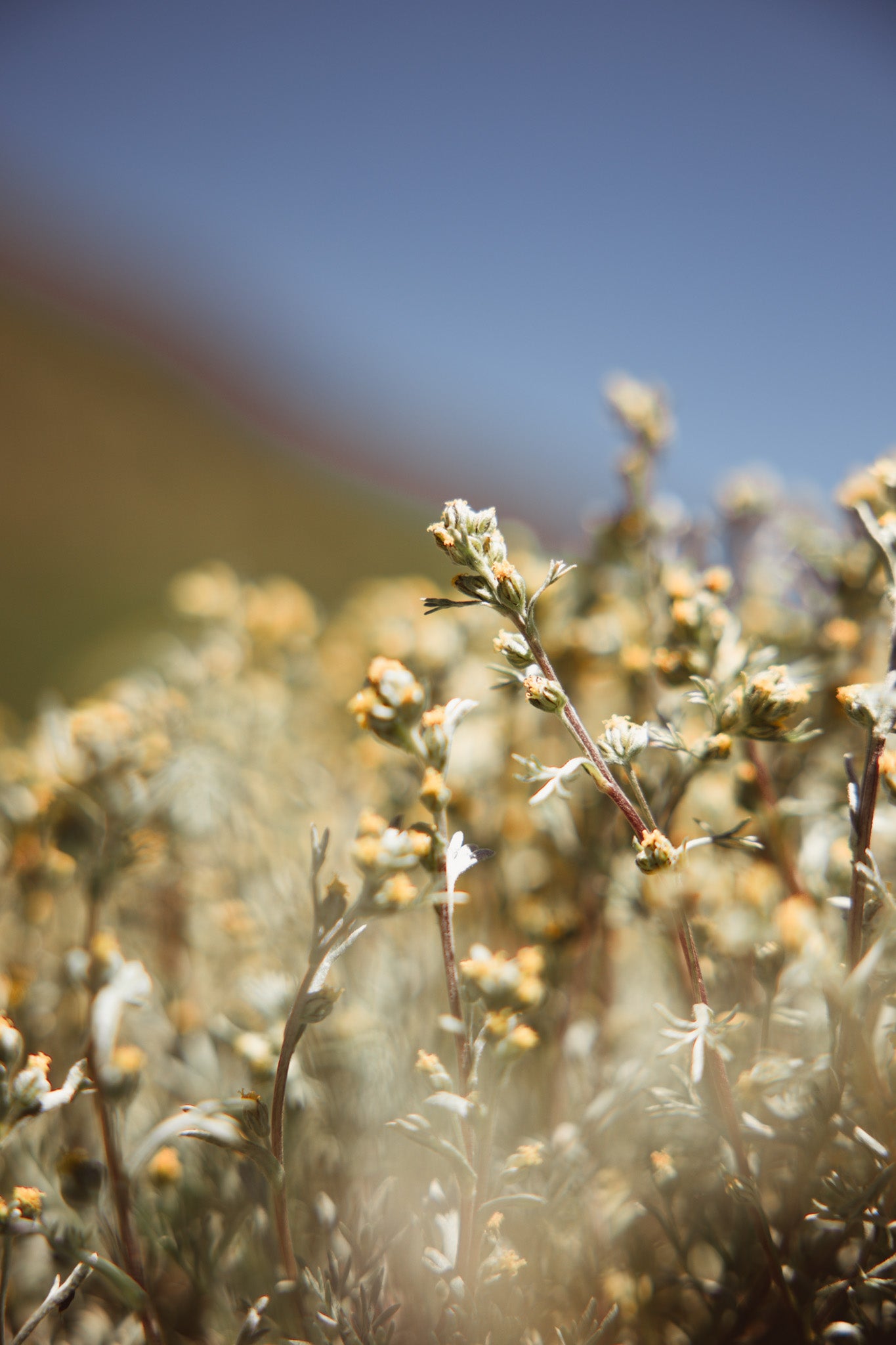 Gros plan sur des brins de génépi bio en fleur, cultivés par Guillaumette en altitude dans les Hautes-Alpes, sous un ciel d’été