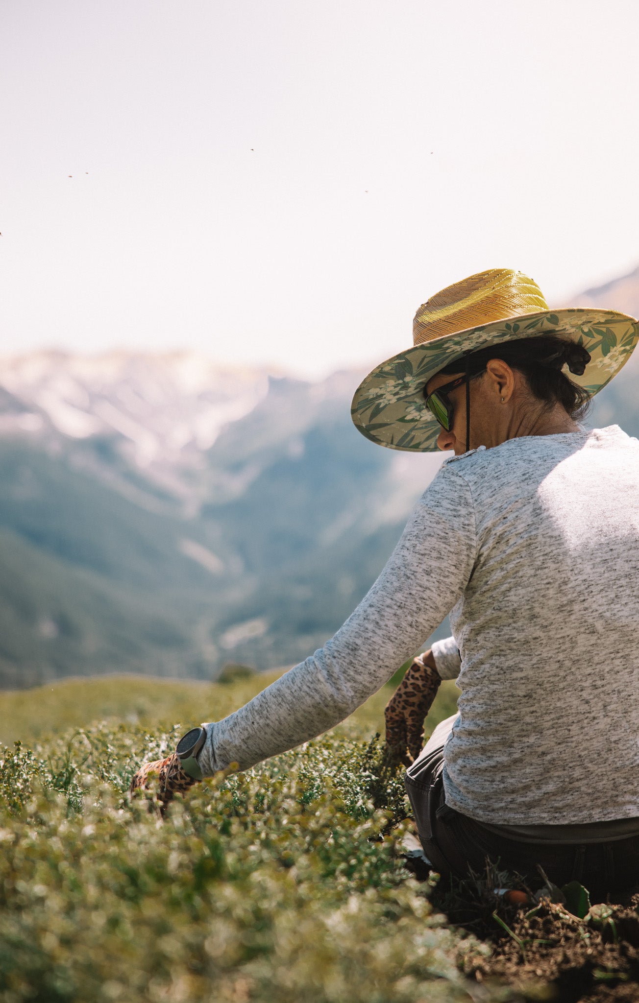 Récolte artisanale de génépi bio dans les Alpes, réalisée à la main par une cueilleuse en pleine montagne.