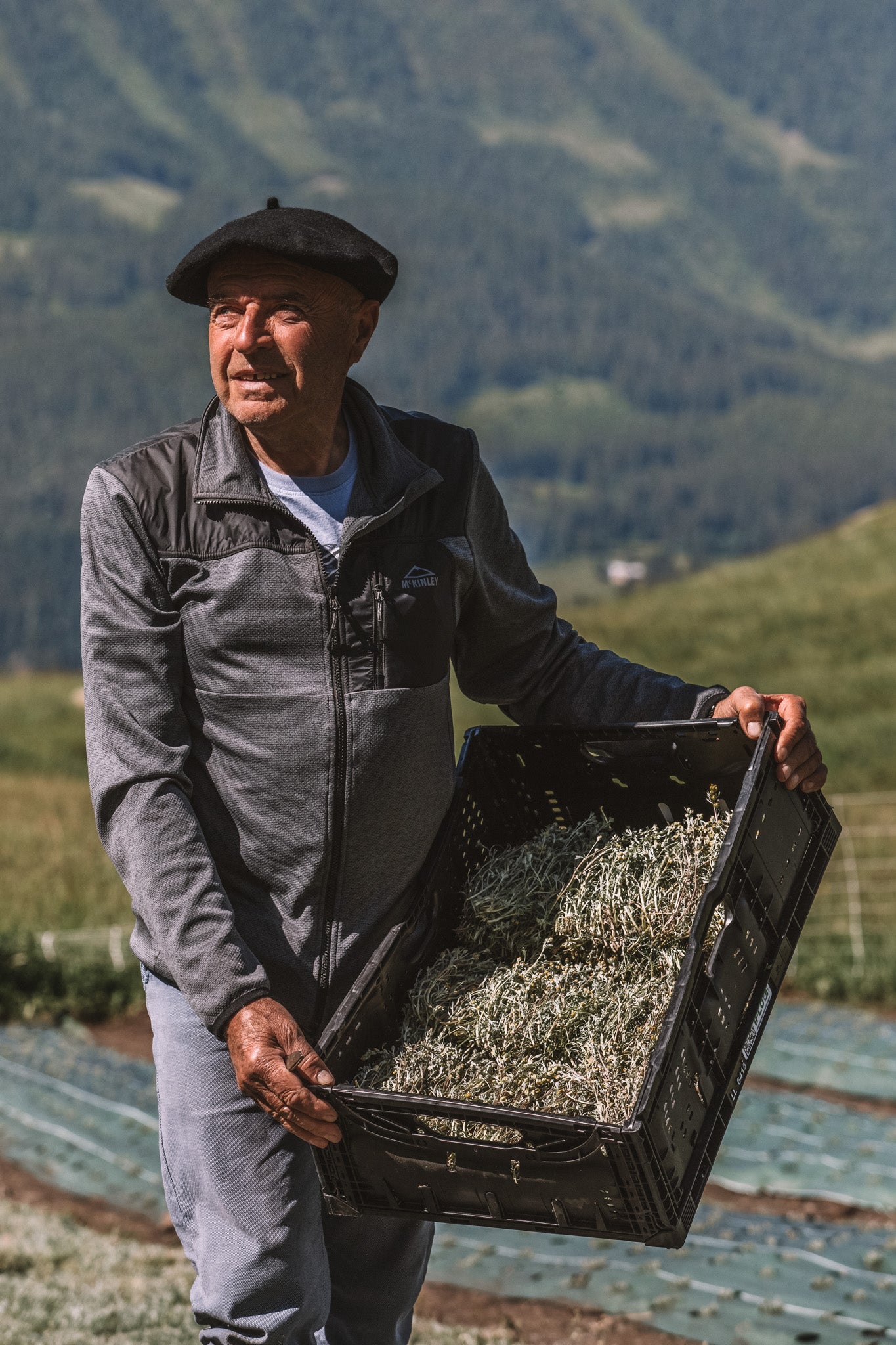 Homme en béret tenant une cagette de génépi bio fraîchement récolté dans les Hautes-Alpes, sur fond de montagne et de cultures en altitude.