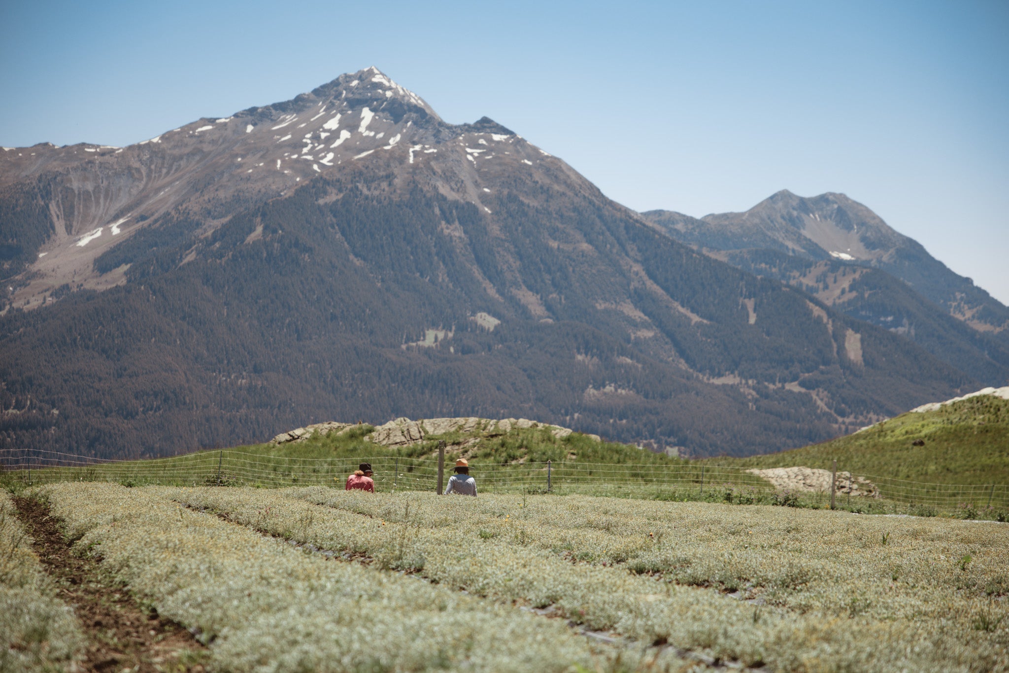 Deux personnes récoltent du génépi bio dans un champ en altitude à Orcières, avec les montagnes des Hautes-Alpes en arrière-plan.